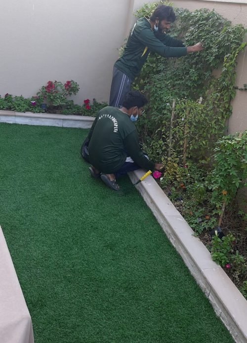 Wall fixing Plants Wall fixing Plants
